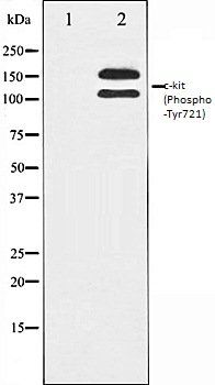c-Kit (Phospho-Tyr721) antibody
