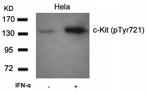 c-Kit (Phospho-Tyr721) Antibody