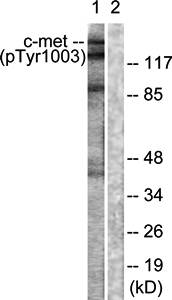 MET (phospho-Tyr1003) antibody