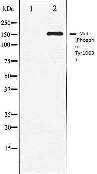 MET (Phospho-Tyr1003) antibody