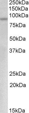 Goat anti-c-Myb (aa557-569) Antibody