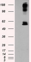 c-Myc (MYC) antibody