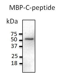 C-peptide antibody