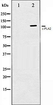 c-PLA2 antibody