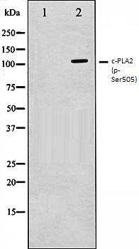 c-PLA2 (phospho-Ser505) antibody