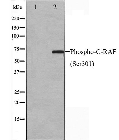 C-RAF (Phospho-Ser301) antibody