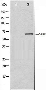 C-RAF antibody