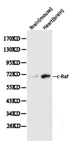 RAF1 antibody