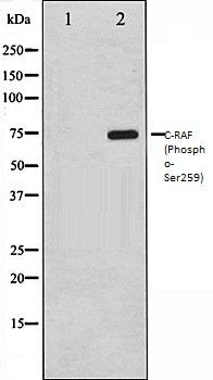 C-RAF (Phospho-Ser259) antibody