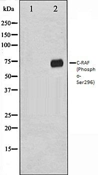C-RAF (Phospho-Ser296) antibody