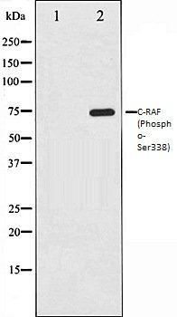 C-RAF (Phospho-Ser338) antibody