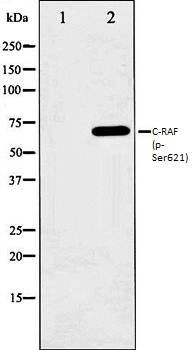 C-RAF (phospho-Ser621) antibody