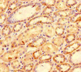Cxcl11 Antibody