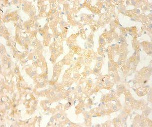 CXCL13 Antibody