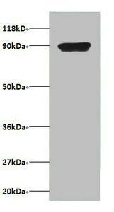 C-X-C motif chemokine 5 antibody