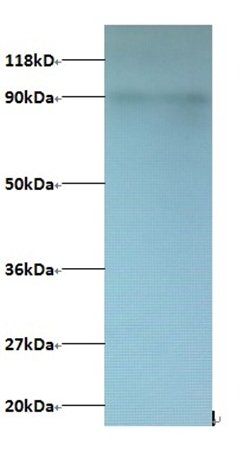 C-X-C motif chemokine 5 antibody (Biotin)