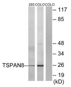 TSPAN8 antibody