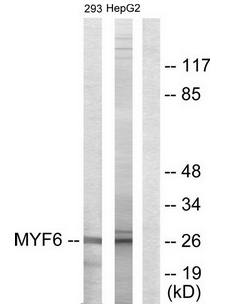 MYF6 antibody