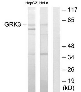 GRK3 antibody