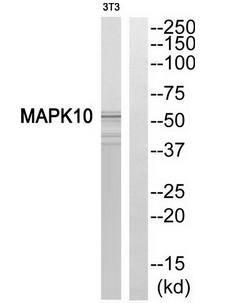 MAPK10 antibody