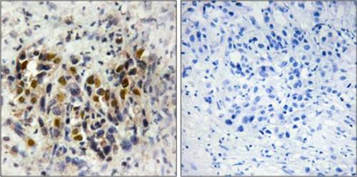 IRX3 Antibody