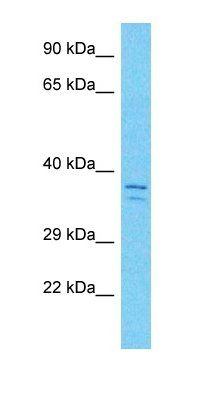 C10orf120 antibody