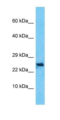 C10orf131 antibody