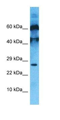 C10orf131 antibody