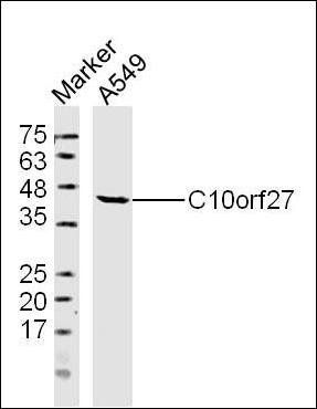 C10orf27 antibody
