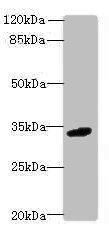 C10orf54 antibody
