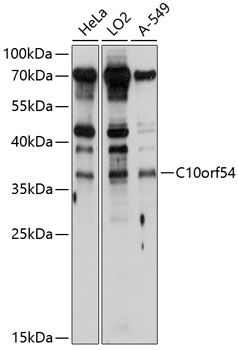 C10orf54 antibody