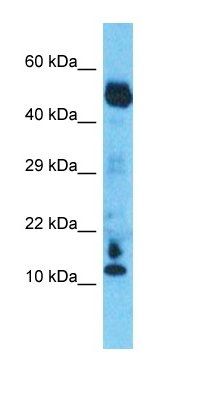 C10orf55 antibody