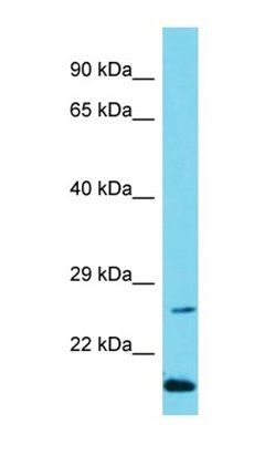 C10orf95 antibody