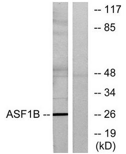 ASF1B antibody