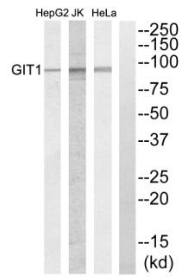GIT1 antibody