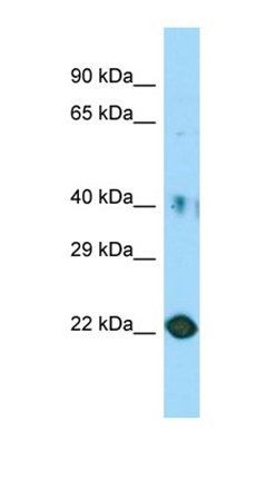 C11orf34 antibody