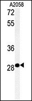 C11orf46 antibody