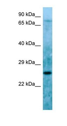 C11orf48 antibody