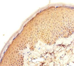 HIKESHI Antibody