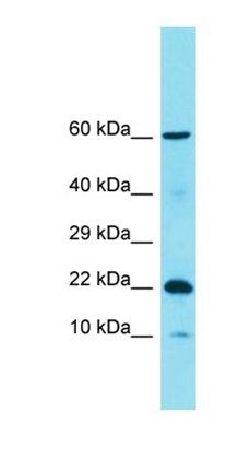 C11orf87 antibody