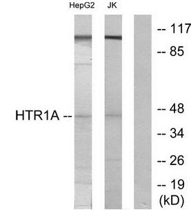 5-HT-1A antibody