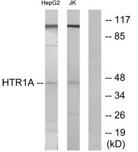 5-HT-4 antibody