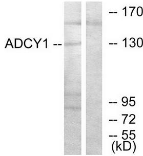 ADCY1 antibody