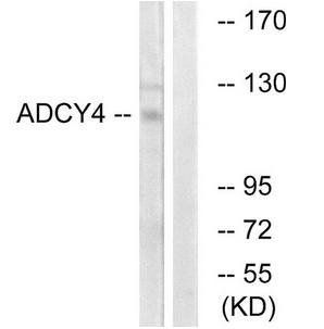 ADCY4 antibody