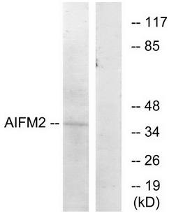 AIFM2 antibody