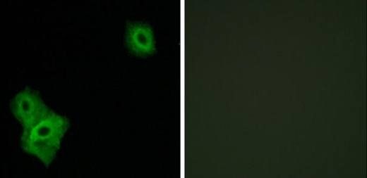 AIFM3 Antibody
