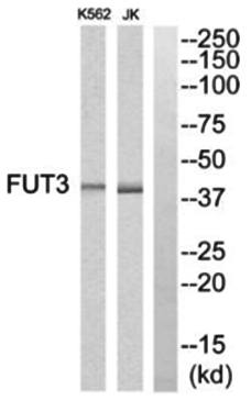 Cytochrome P450 2C8 antibody