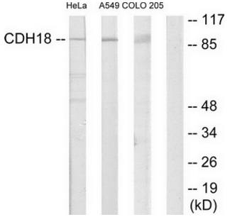 CDH18 Antibody