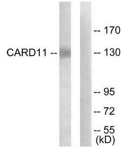 CARD11 antibody