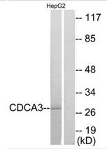 CDCA3 antibody